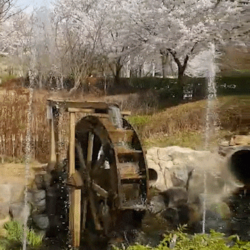봉제산 근린공원 벚꽃 구경하기 봉제산 근린공원 벚꽃 구경하기