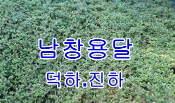 남창용달 덕하 진하.