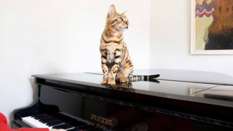 고양이와 음악에 대하여, 고양이도 음악을 좋아할까?