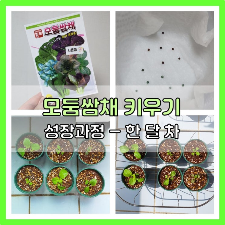 모둠쌈채 키우기 (한 달 차 성장과정)