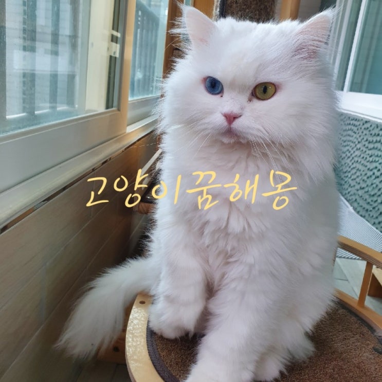  죽은고양이꿈 검은고양이꿈 새끼고양이꿈
