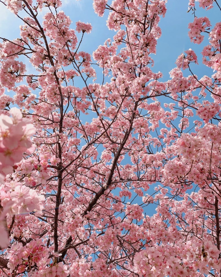  벚꽃이 흩날려요 ~ 버스커의 벚꽃엔딩