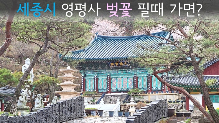  [세종시 가볼만한곳] 벚꽃 필 무렵 영평사에 가면