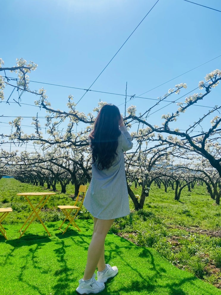  영광 백수해안도로 벚꽃보다 예쁜 배꽃밭과 함께 인생샷을 남길 수 있는 신상카페 밭뷰 다녀온 후기 !!  (이번주가 배꽃 절정이에요!!)