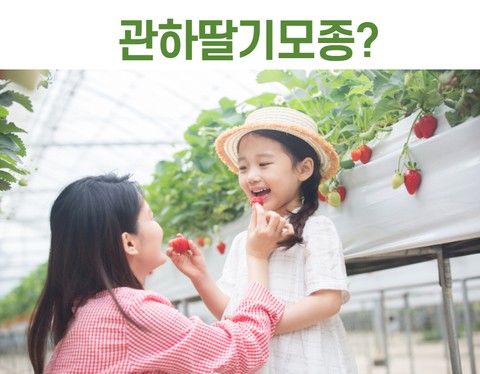  관하딸기모종 (다른말로 분홍꽃 딸기)?