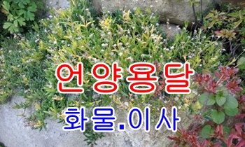  언양용달 범서 반천.