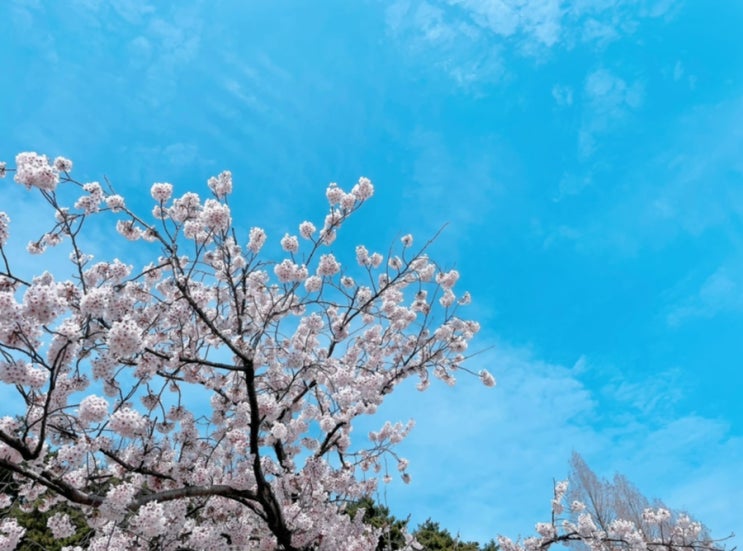 벚꽃 구경 하러 강릉 경포호수 벚꽃 구경 하러 강릉 경포호수