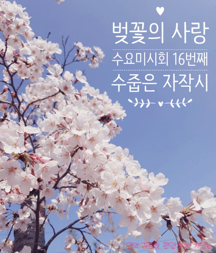 &lt;수요 미시회&gt; 16th 자작시, 벚꽃의 사랑   봄 시 봄꽃 시, 사랑 시