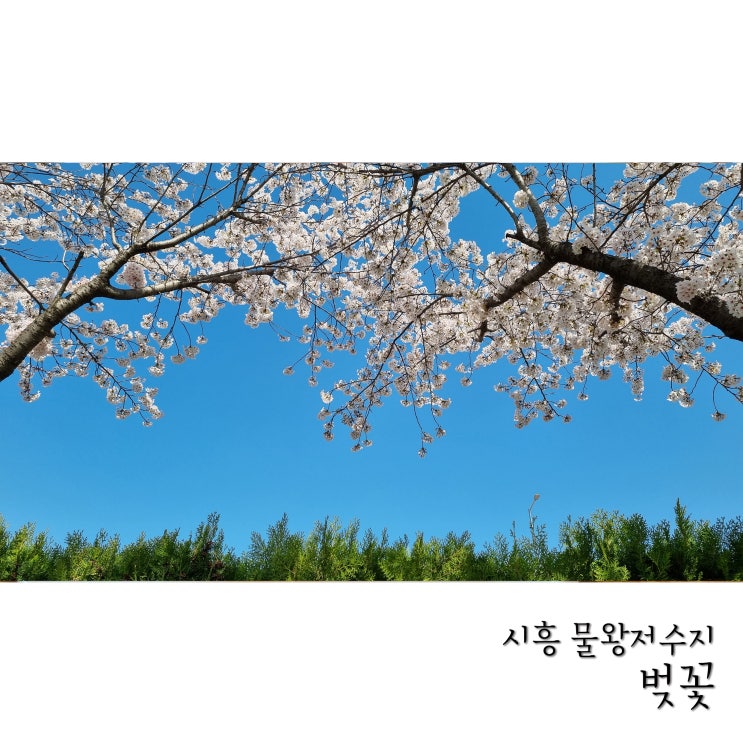  시흥 벚꽃명소 물왕저수지 갯골생태공원 벚꽃구경