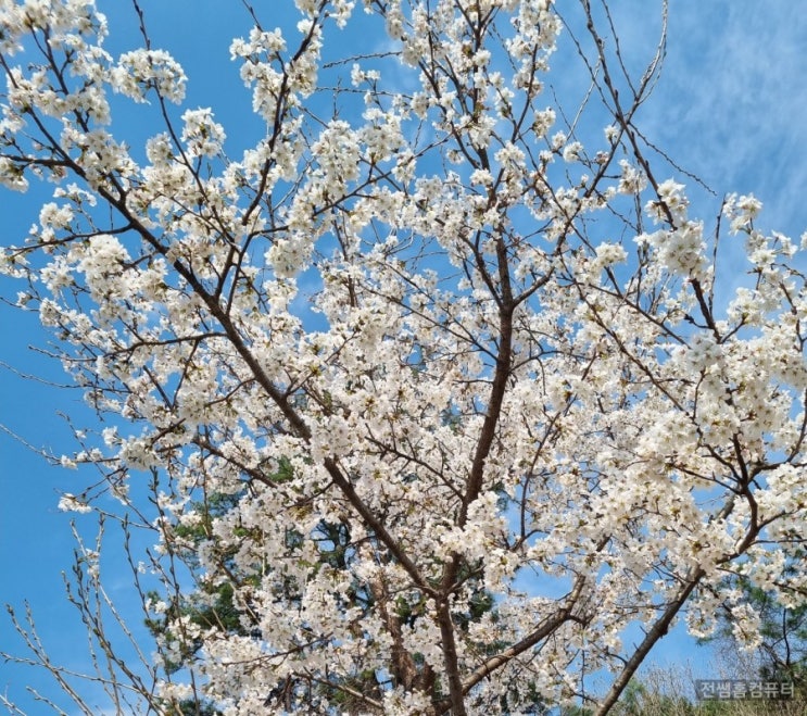 가평 에덴 벚꽃길 벚꽃축제 취소 및 출입통제:내년에 만나요~![공지]
