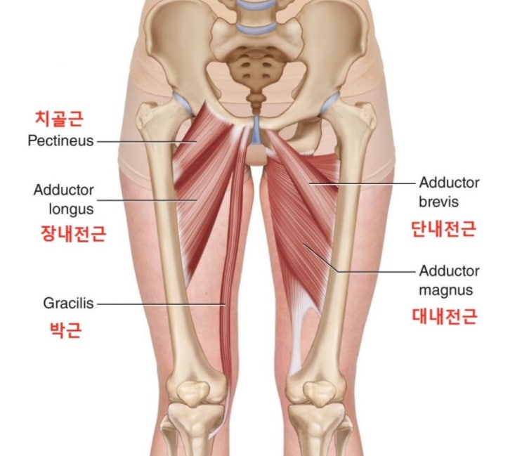  [고촌필라테스 / 얼라이브필라테스] '허벅지 근육 어디까지 알고있니? - 4편: 다리찢기 근육, 내전근