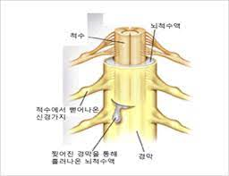 신경계공부 척수구조기능 운동신경 감각신경 척수로 회백질 해부학 간호학 신경계공부 척수구조기능 운동신경 감각신경 척수로 회백질 해부학 간호학