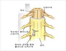 신경계공부 척수구조기능 운동신경 감각신경 척수로 회백질 해부학 간호학