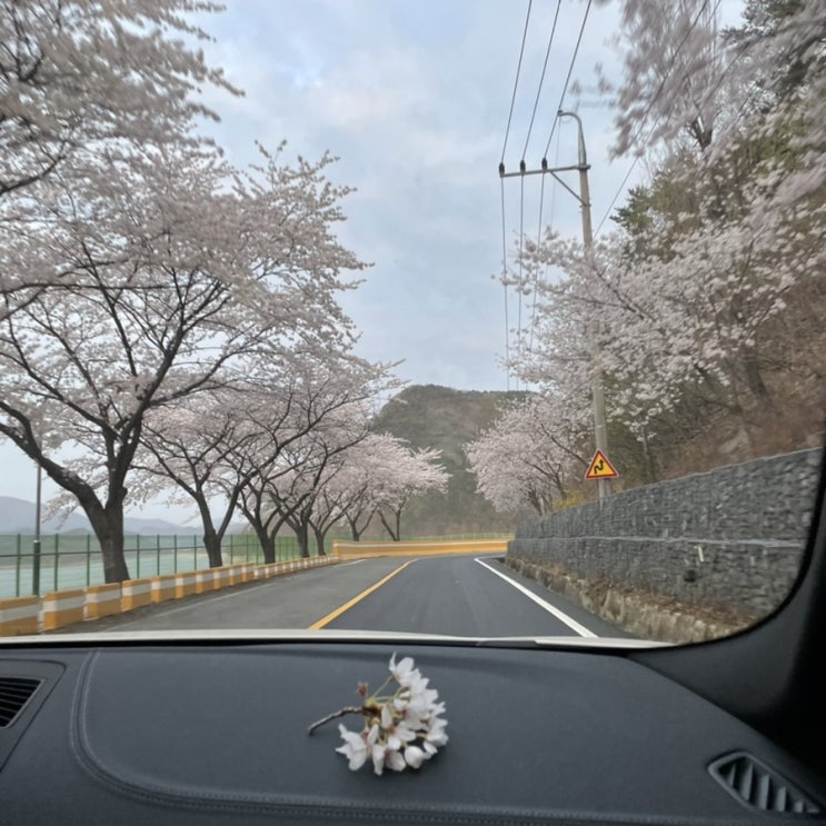  국내벚꽃명소 [영천댐 벚꽃100리길] / 벚꽃드라이브추천 / 벚꽃데이트추천 / 영천가볼만한곳 / 영천여행
