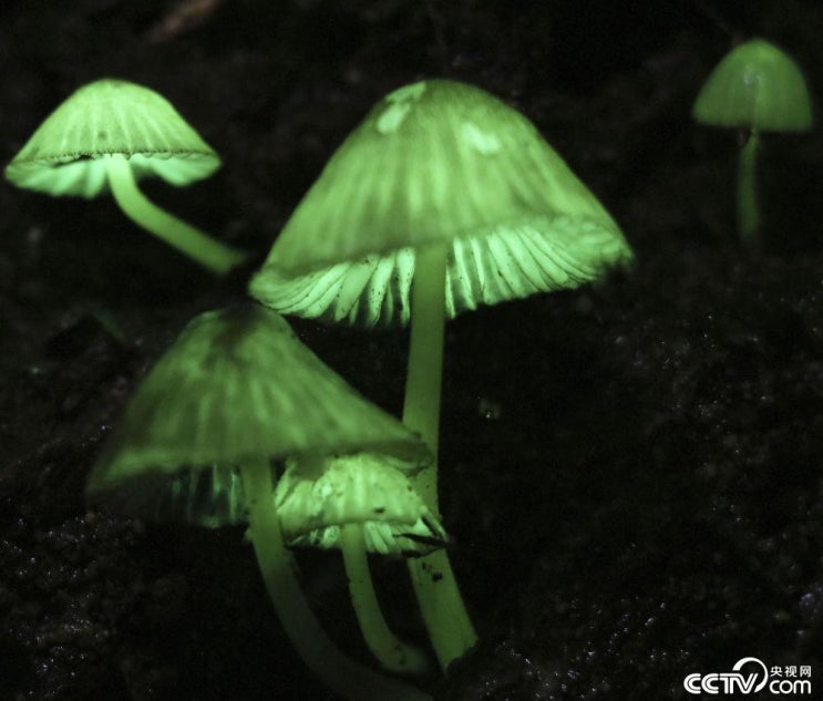 "일본 가고시마현에 위치한 숲에서 발견된 야광버섯" CCTV HSK 생활 중국어 신문 기사 뉴스 공부