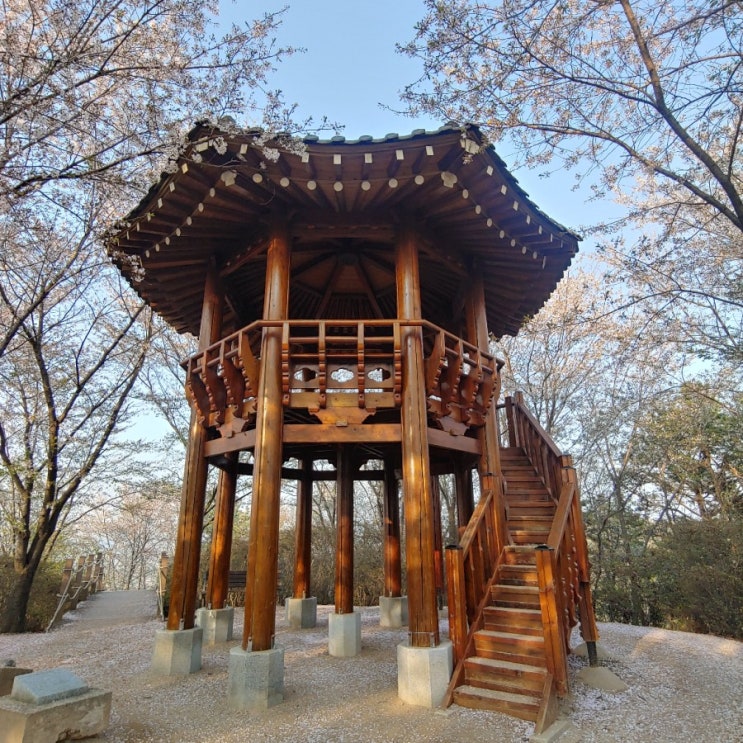 평택 송탄 부락산 벚꽃 명소 21.4.6 개화 상황