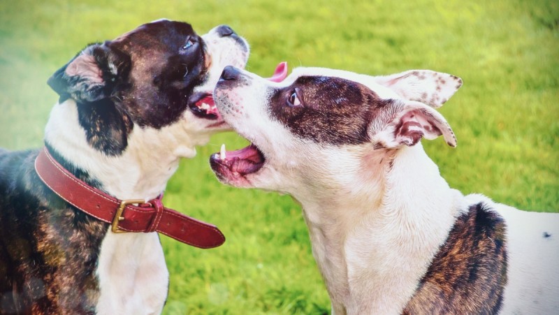 동물보호법의 맹견 강아지 종류 5품종 (핏불테리어, 로트와일러, 도사견등)과 개 입마개 및 책임보험 기준 : 네이버 블로그