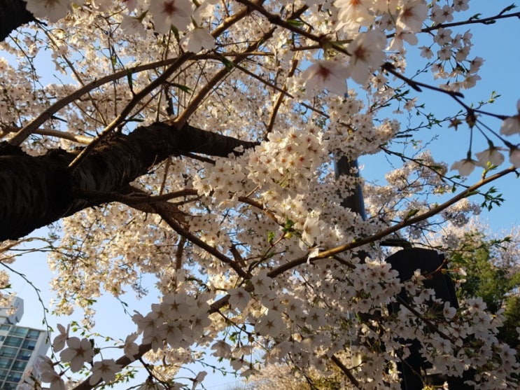  벚꽃 꽃바람 맞으며 걸어요.