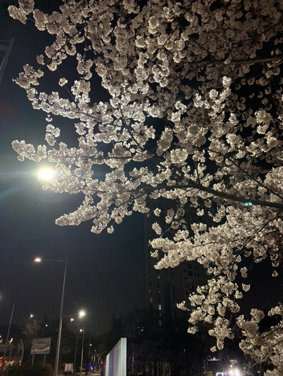 벚꽃의 계절, 따뜻한 봄이 왔어요.