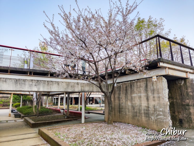  서울 가볼만한곳 서서울호수공원에서 서울 꽃구경