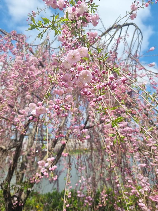 충남 서산, 서산호수공원에 가요~