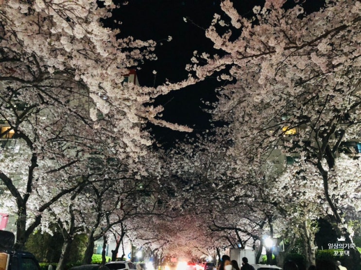 부산 벚꽃 명소/ 남천동 삼익비치아파트