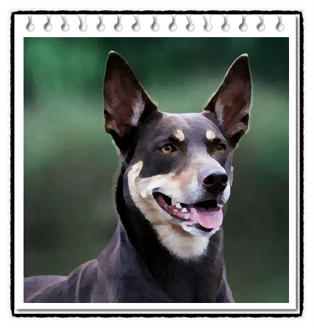  오스트레일리안켈피(Australian Kelpie)의 분양가격 및 품종에 대해