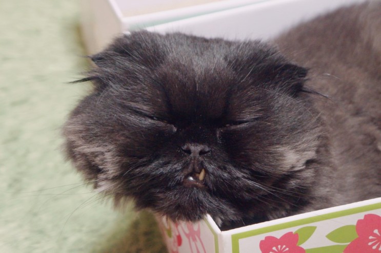 고양이 스크래처 박스, 데코퐁 사쿠라