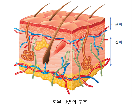 [중학과학실험] 감각기관 : 네이버 블로그