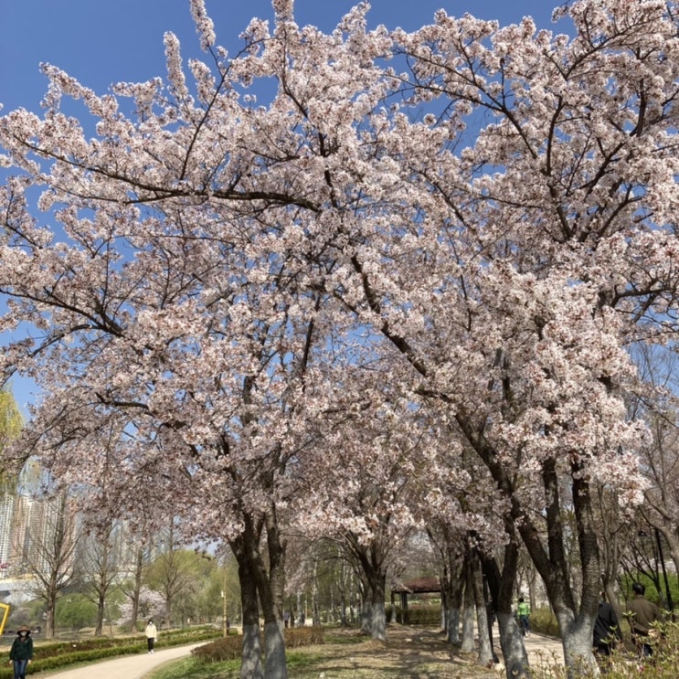 일산 알려진 벚꽃 명소 :: 일산호수공원