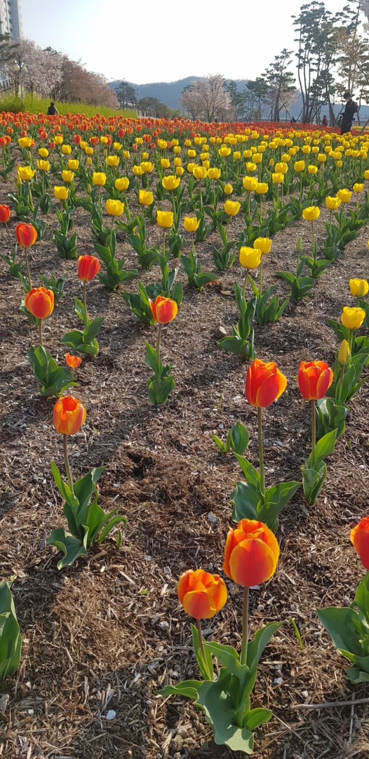  [튤립정원 나들이-영천] 가정의 날 생태지구공원에서 아이들과 함께 즐거운 시간 보내기, 저녁은 신라삼계탕 ^^~