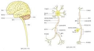 간호학 중추신경계 구조기능역할 대뇌 간뇌 중뇌 연수 시상하부 해부학공부 : 네이버 블로그