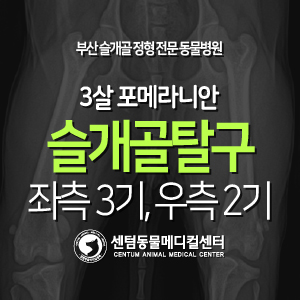  [슬개골 탈구 수술 증례] 3살 / 포메라니안 / 좌측 3기, 우측 2기 (부산 슬개골 수술 전문 동물병원, 수영역 센텀동물메디컬센터)