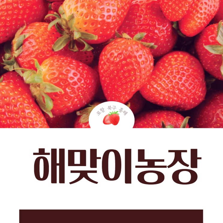  포항 북구 흥해 해맞이 농장에서 맛있는 딸기 샀어요~