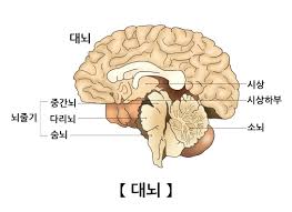 간호학 중추신경계 구조기능역할 대뇌 간뇌 중뇌 연수 시상하부 해부학공부