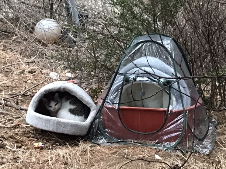  길고양이 집