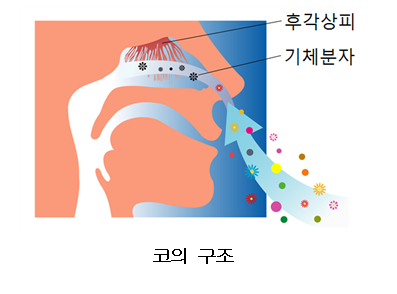 [중학과학실험] 감각기관 : 네이버 블로그