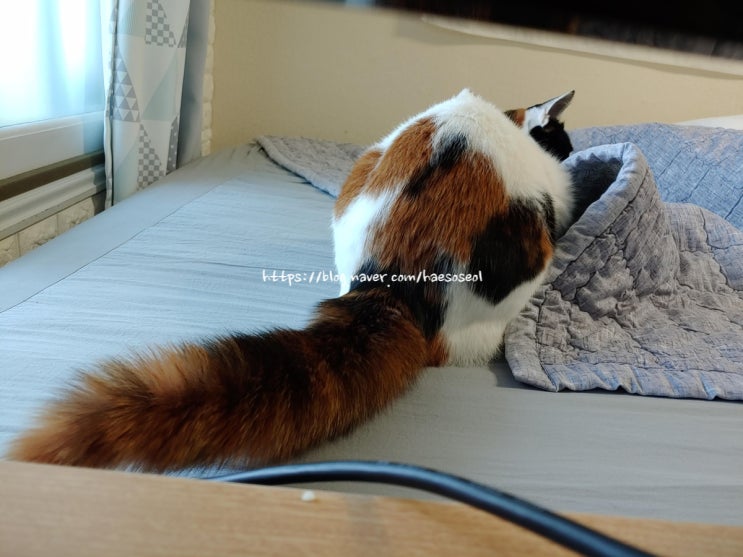  고양이 꼬리가 너구리로 변신하는 순간, 제순이는 사냥놀이 중~