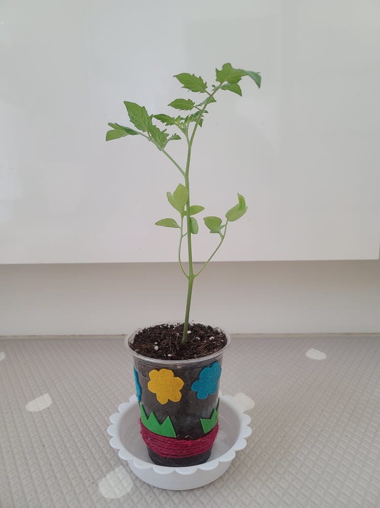  집에서 방울토마토 키우기