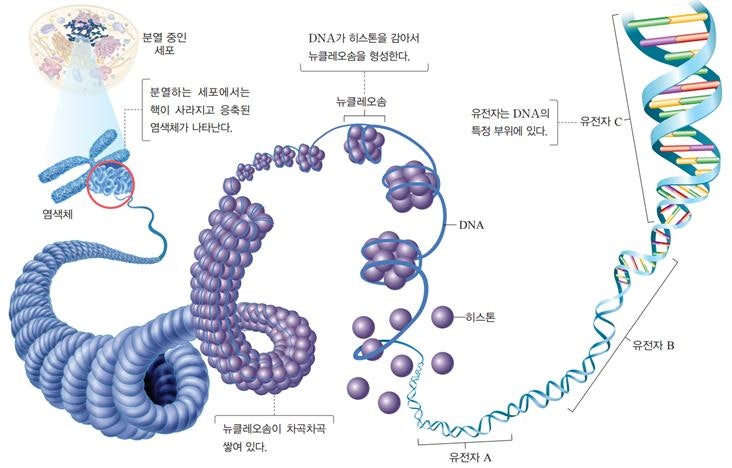 바나나(브로콜리) DNA 추출 및 DNA 확인 실험 : 네이버 블로그