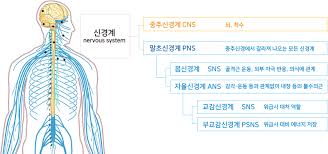 뇌막종류 뇌척수액CSF 뇌혈관장벽BBB 뇌동맥역할 신경계 해부간호학