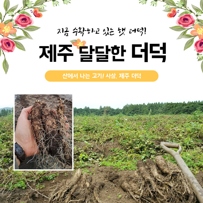 선호도 좋은 제주 햇 더덕 중 2kg 추천합니다 선호도 좋은 제주 햇 더덕 중 2kg 추천합니다