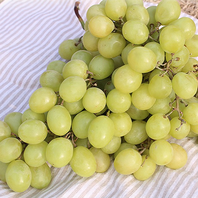 최근 인기있는 고당도 애플포도 샤인머스켓 2kg 좋아요 최근 인기있는 고당도 애플포도 샤인머스켓 2kg 좋아요
