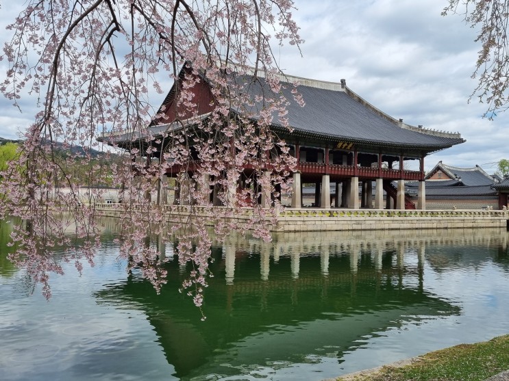 서울의 벚꽃명소 경복궁 그리고 경회루 수양벚꽃