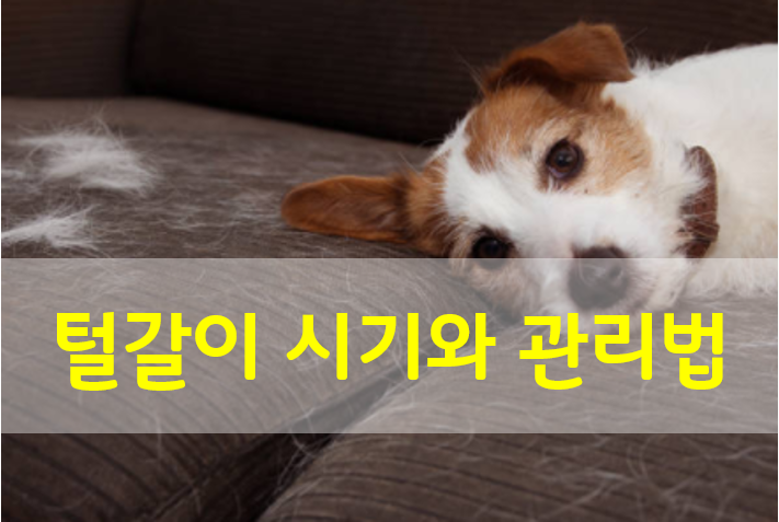  반려견 털갈이 시기와 관리법