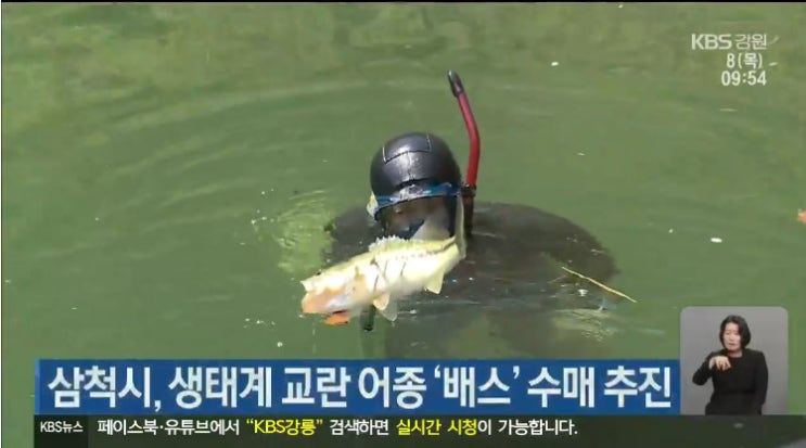  삼척시 배스 수매사업 추진
