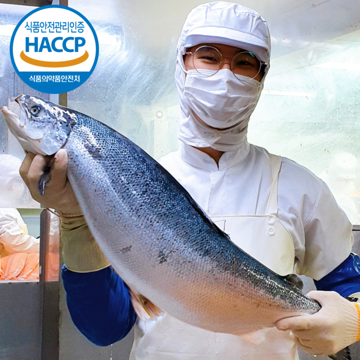 많이 팔린 [한달반짝특가][미각만족](연어소스제공) HACCP 얼리지않은 노르웨이 생연어 연어회 필렛 (몸+뱃살) 300g 500g 1kg, 2. 프리미엄 생연어 필렛 500g ·