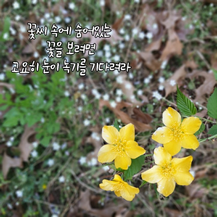 봄시 추천 정호승 시인 꽃을 보려면