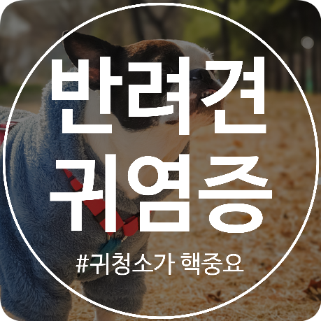  [부평/동물병원] 망고가 또...아프리카! 귀 염증 간지러움 세척 귀지