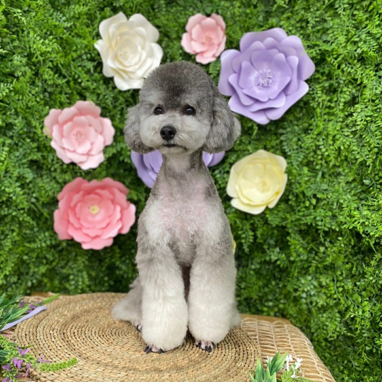 역삼동 애견미용 / 애견놀이방 / 애견호텔 /페스츄리